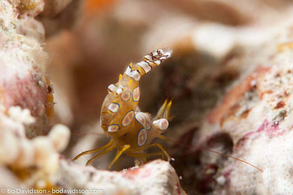 BD-130713-Maldives-0538-Thor-amboinensis-(de-Man.-1888)-[Sqat-anemone-shrimp].jpg